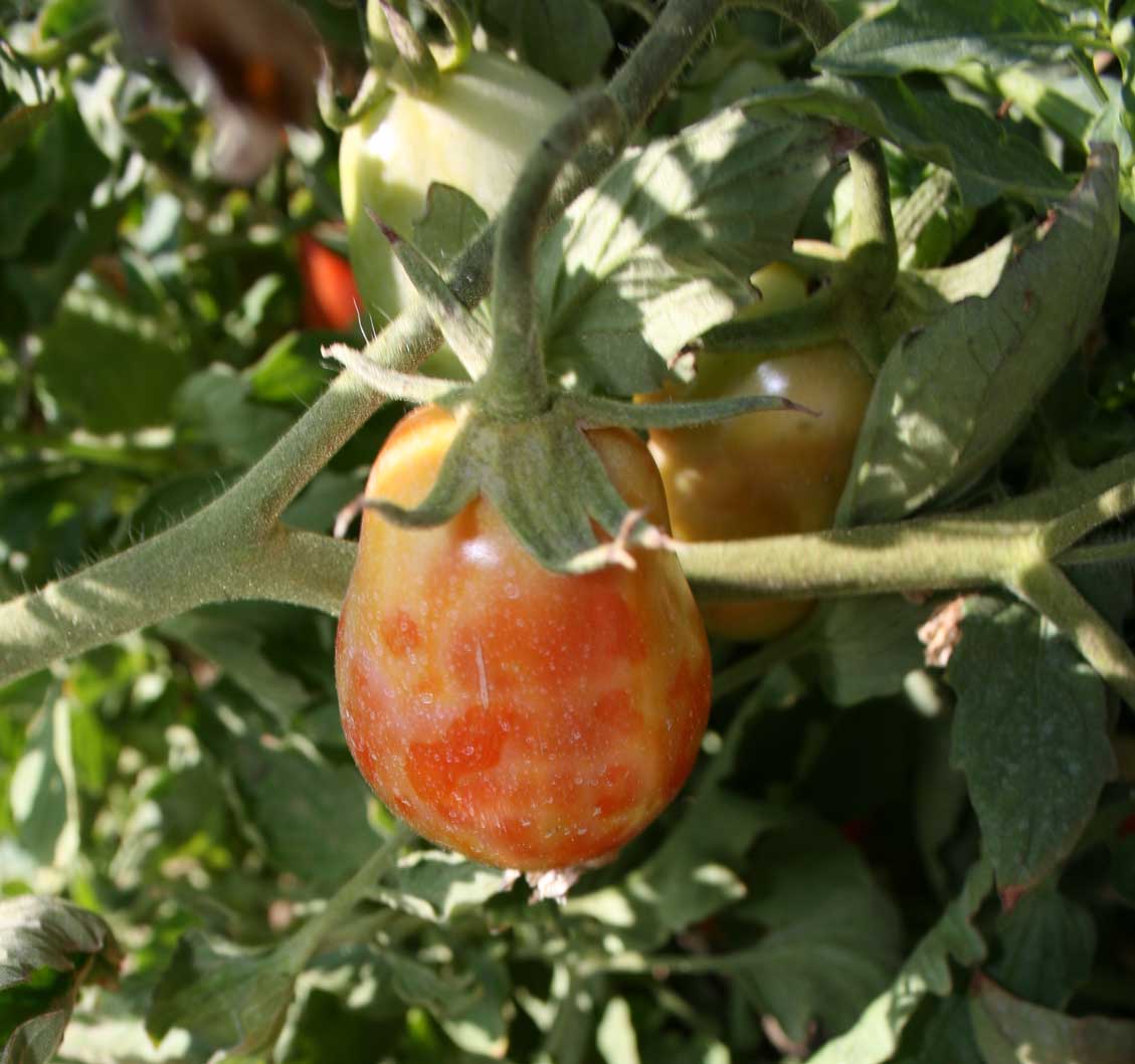 Tomato Spotted Wilt Virus Management in Tomatoes