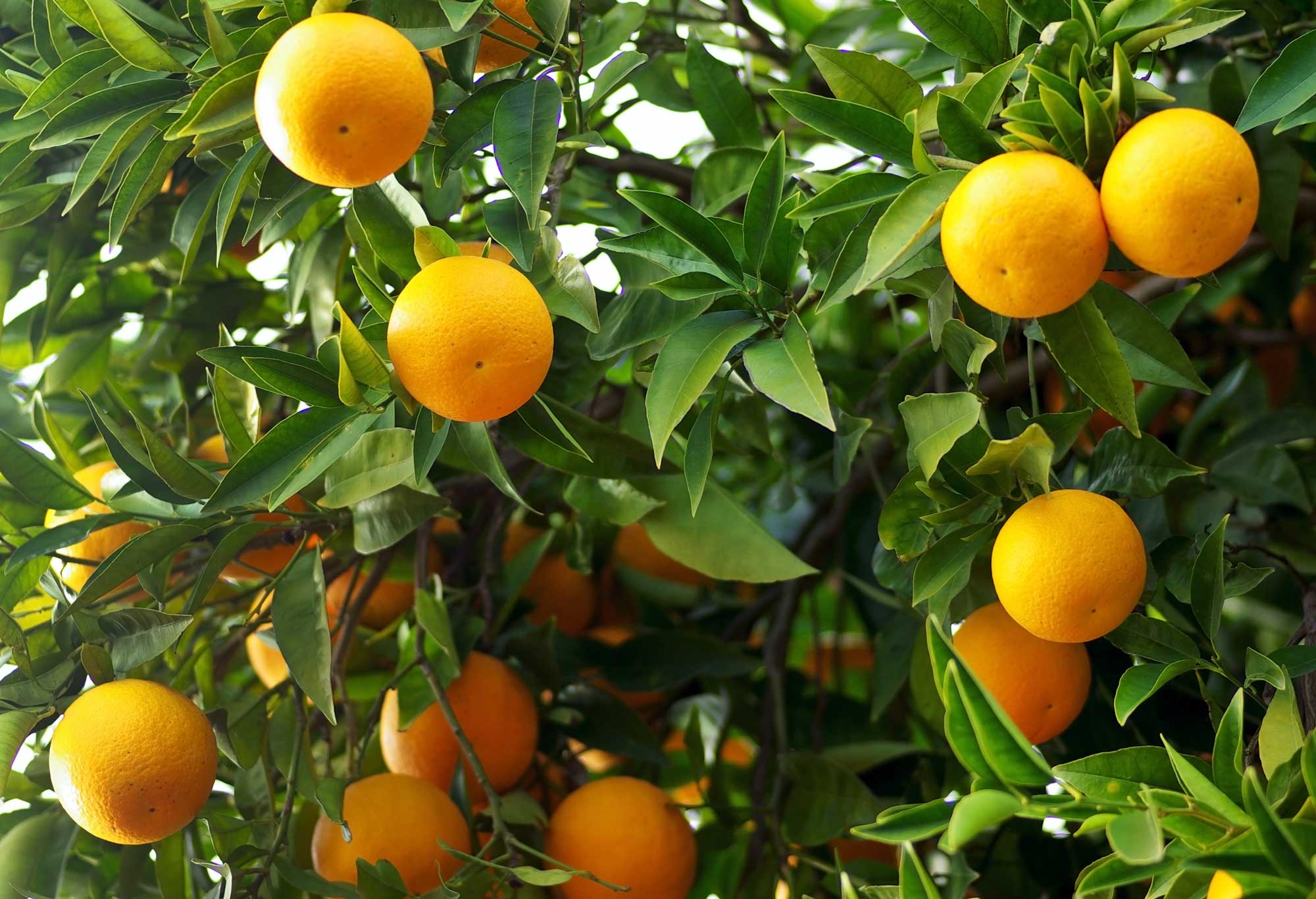 Managing Citrus Thrips is Especially Difficult During Drought Years