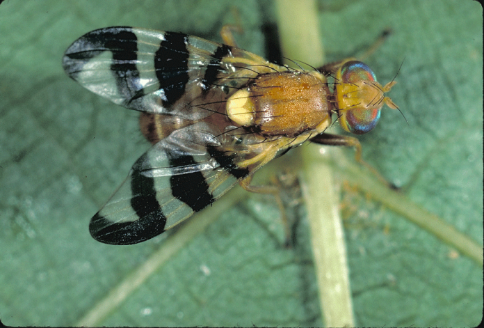 Adult Walnut Husk Fly Adult Walnut Husk Fly