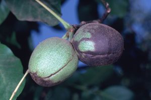 Damaged Husks
