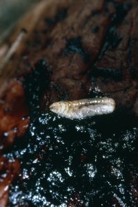 WHF Maggot
