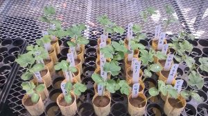 Watermelon experiment