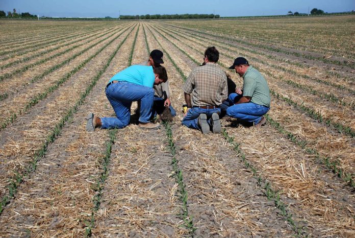 Farmers and consultants examining crop residue Farmers and consultants examining crop residue