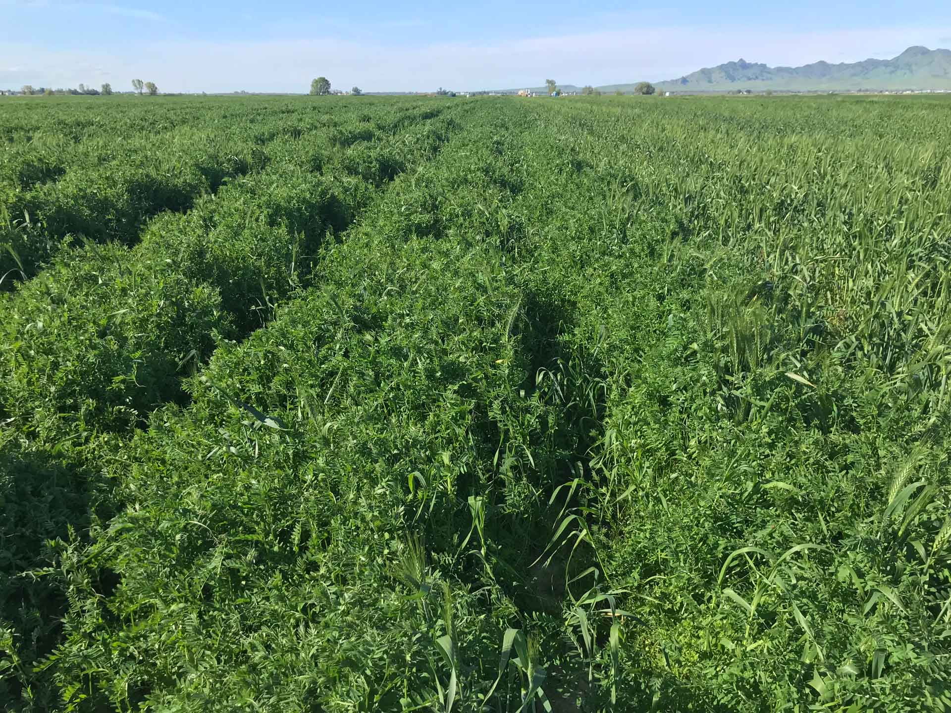 Winter vetch cover crop