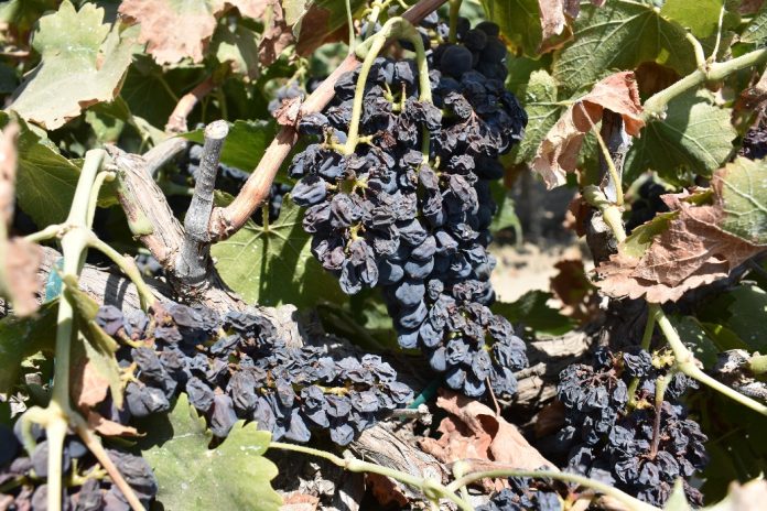 Berry shrivel, raisining