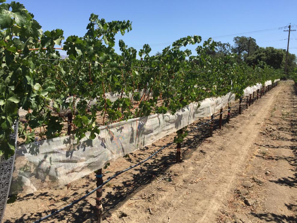 Shade cloth on fruit-zone