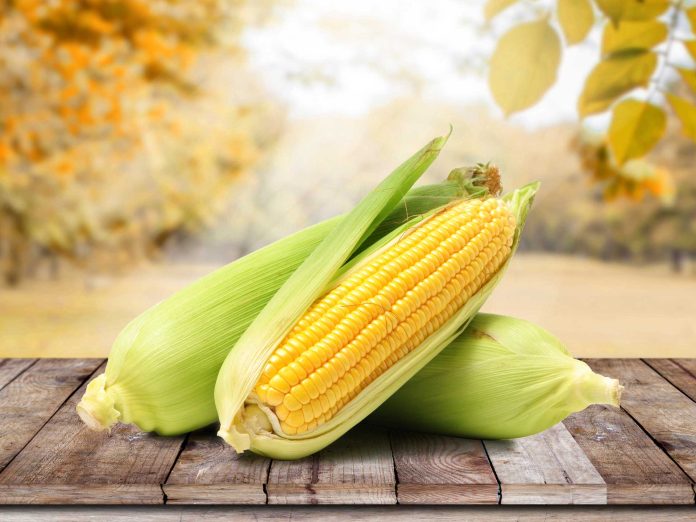 Cornfeature