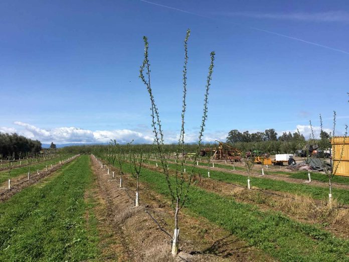 Figure-1-2017.03.27-Glenn-County-Unheaded-vs-headed-2nd-leaf-trees