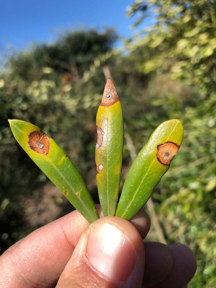 Neofabraea-leaf-lesions-on-Arbosana-olive.-Photo-courtesy-of-Florent-Trouillas.