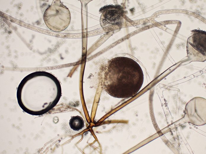 StrawberryRhizopusKoike5