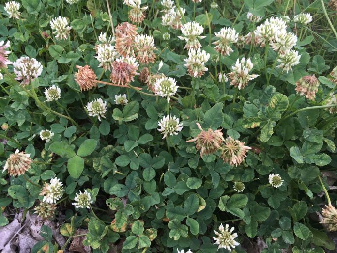 White-clover