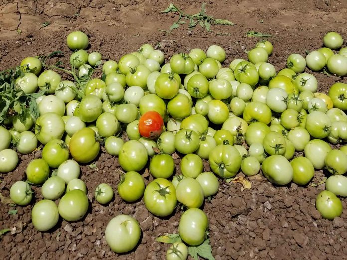 trial-harvest-2018