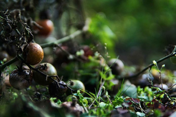 WebTomato