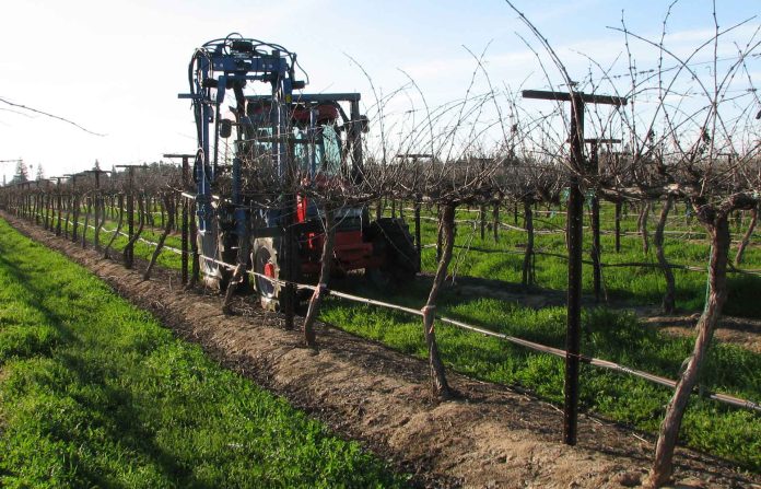 mechanical-grapevine-pruning-KK