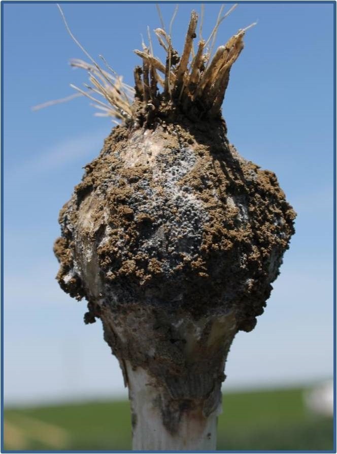 white rot 1