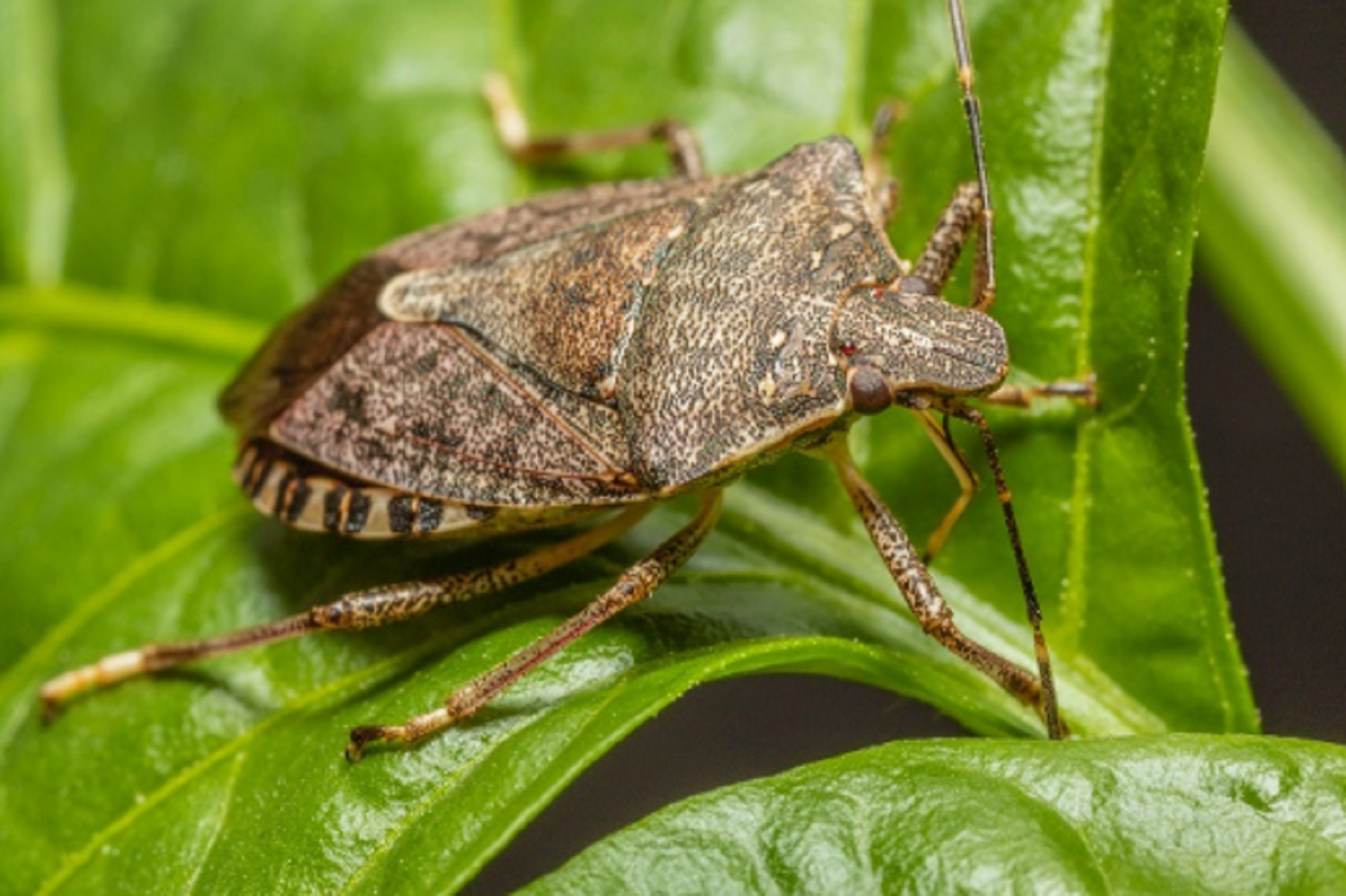 The Brown Marmorated Stink Bug Is (Still) Invading California