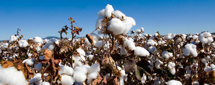 Cotton 2