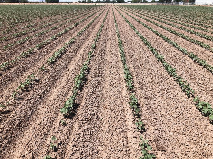 Olvey 1-1-1 FOV-4 TX Nursery Site After Planting
