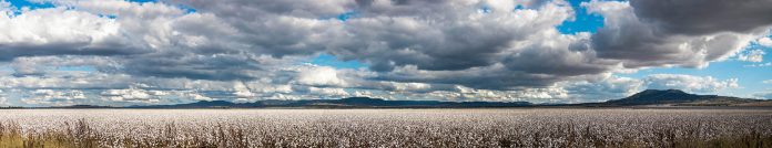 cotton 10