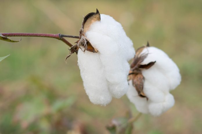 cotton 12