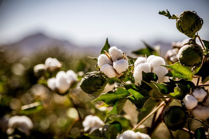 cotton 7