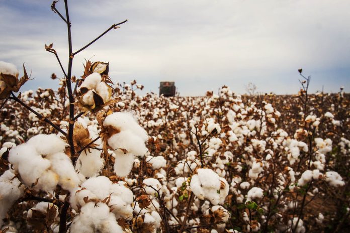 cotton 9