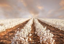 Characterization and Interaction of Fusarium Races and Rhizoctonia on Disease Development in Cotton