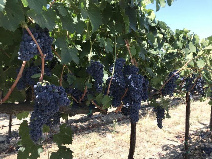 1-1-1 Hand leafing on Petite Sirah
