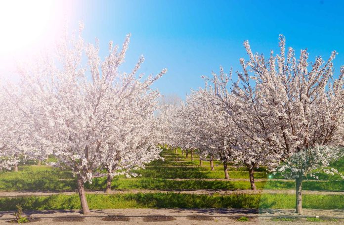 Almond Orchard