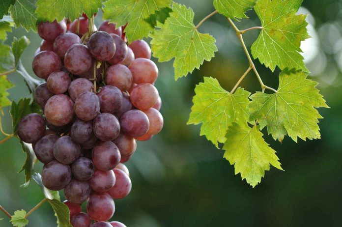 Grapes Grapes