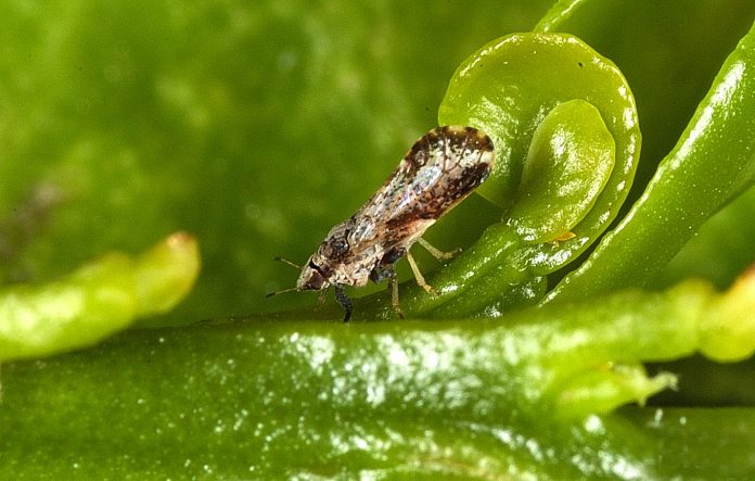 1-1-1 Citrus Psyllid USDA