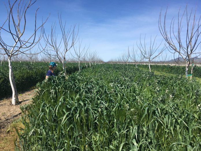 3-3-3 cover crop walnuts_WCN1