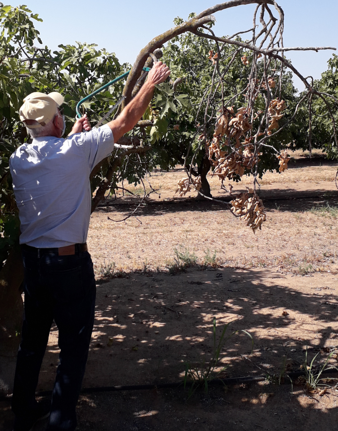 2-2-2 Dr. Themis Michailides sampling symptomatic fig trees