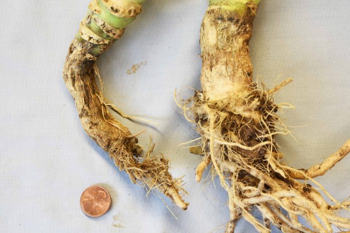 3-3-3 CauliflowerPythium1Koike