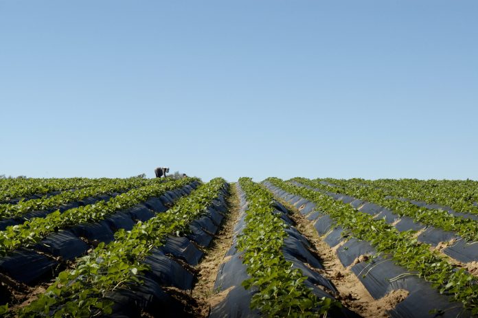 Workers,In,Strawberry,Field