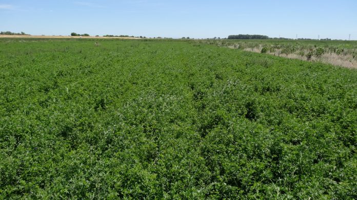 2-2-2 glyphosate plus inseason broad