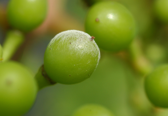 Fig1-copy
