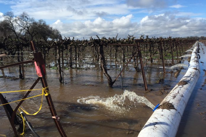 1-1-1 Flooding-a-vineyard