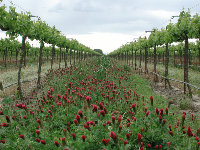 1-1-1-Crimson-clover