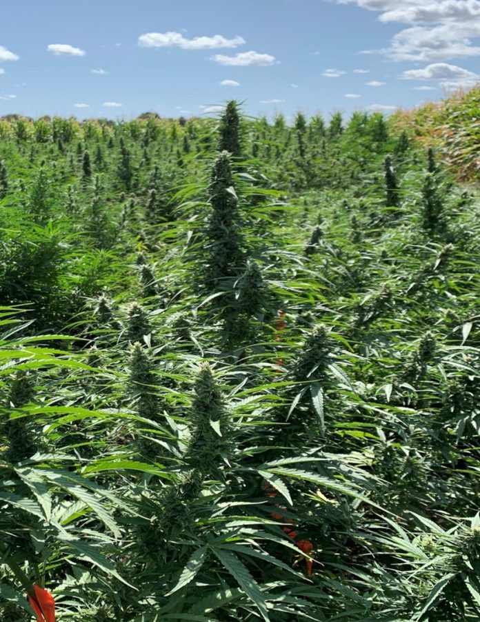 1-1-1 Hemp UCCE