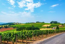 Nitrogen Fertilization Alters Phosphorus Status of Grapevines and Their Association with Arbuscular Mycorrhizal Fungi