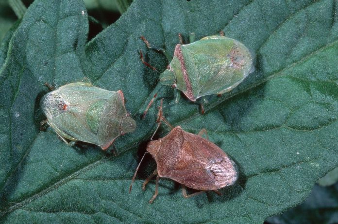 3-3-3 stink bugs in tomato (photo courtesy Jack Kelly Clark, University of California Statewide IPM Program.)