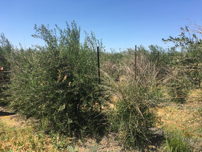 4-4-4 freeze damage in oil olive tree by Mohamed Nouri UCCE