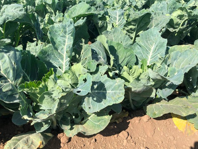 1-1-1-Diamondback-moth-feeding-damage-on-cauliflower-by-Surendra-K