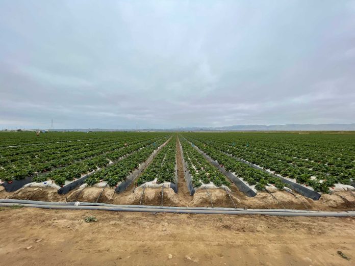 Strawberry-botrytis-study-plots-(5)-by-Surendra-Dara-UCCE Strawberry-botrytis-study-plots-(5)-by-Surendra-Dara-UCCE
