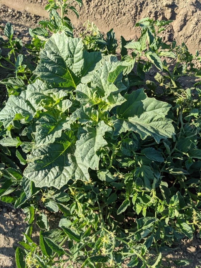 3-3-3 weeds in processing tomato by Amber Vinchesi-Vahl, UCCE