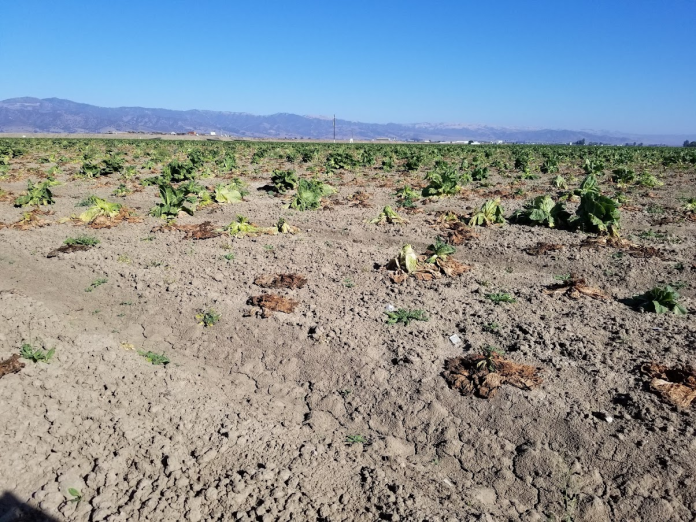1-1-1 lettuce with INSV and Pythium, pre-harvest, courtesy Mary Zischke, Grower-Shipper Association of Central California