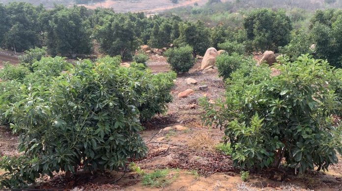 1-1-1 avocado orchard by Ali Montazar, UCCE