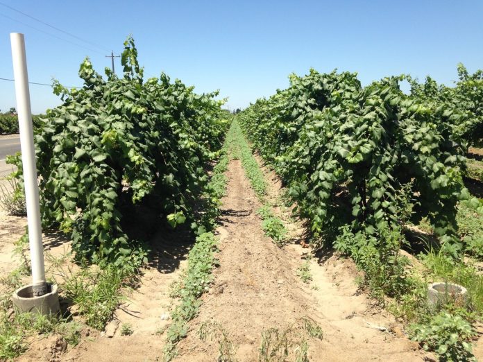4-4-4 thumbnail_Palmer near Kerman 3 by Dr. Katherine Waselkov, Fresno State