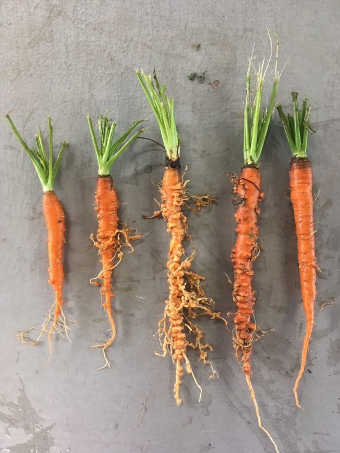 1-1-1 root know nematode carrot damage courtesy Antoon Ploeg, UC Riverside